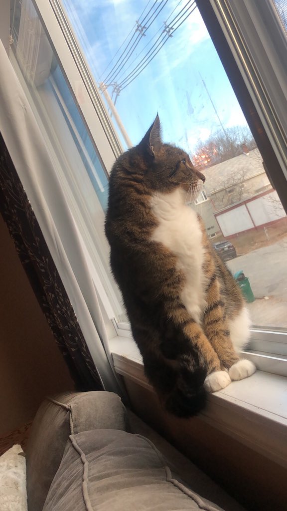 SmileHaver's tweet photo. ^__^ Kitty https://t.co/eykzbDFQkZ
