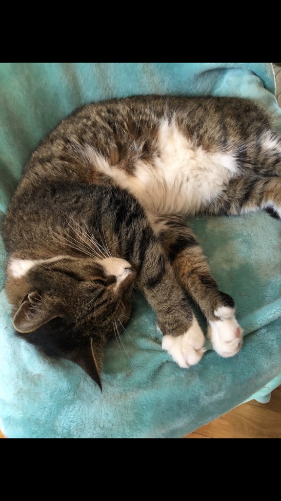 SmileHaver's tweet photo. ^__^ Kitty https://t.co/eykzbDFQkZ