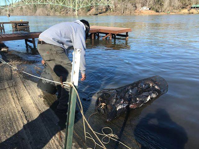 MemphisNet's tweet image. Massive catch on Christmas Eve at Lake Jordan with our Wire Catfish Net: memphisnet.net/product/4903/t…
#memphisnetandtwine #fishing #catfish #trapping #outdoorfun #survival