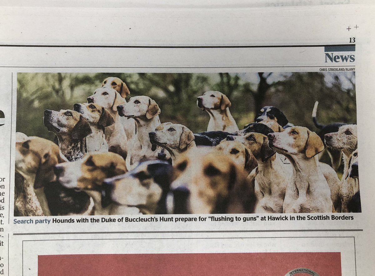 Lovely photo of hounds in today’s <a href="/thetimes/">The Times and The Sunday Times</a>