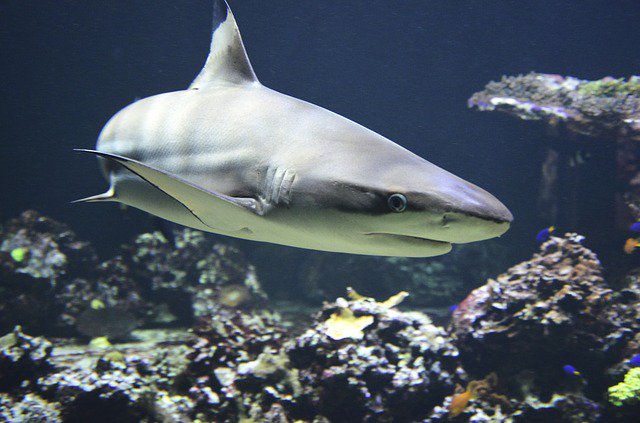 AMFFoundation's tweet photo. One step toward making our oceans more vibrant is helping shark populations. Learn more here -  https://t.co/wiXFPfrzMH #AprilMalmsteen #AMF #AprilMalmsteenFoundation #sharks #conservation #environment https://t.co/iB2VqmmSLV