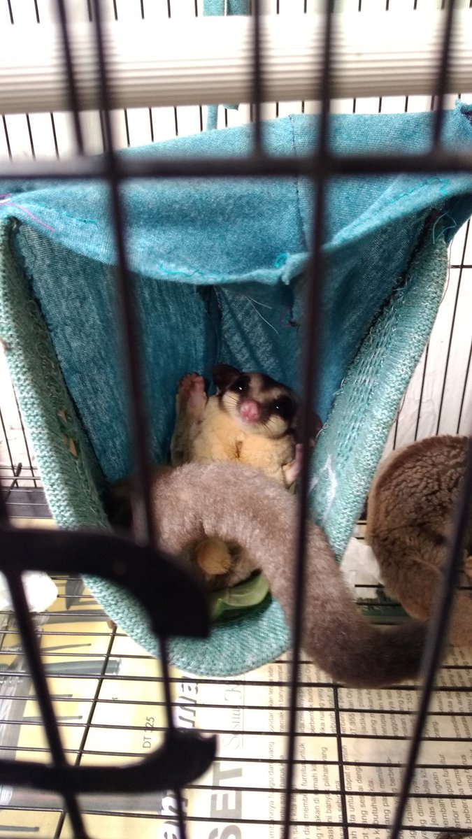 ErnestoFahmi's tweet photo. Mereka mengajarkan kita pentingnya hubungan sosial yang erat, yang tak bisa hidup sebatang kara..
https://t.co/E6qEmv0SRo
.
#IsiTasAnakTwitter #petsarefamily
#jomb https://t.co/YQ4nfIsBtA