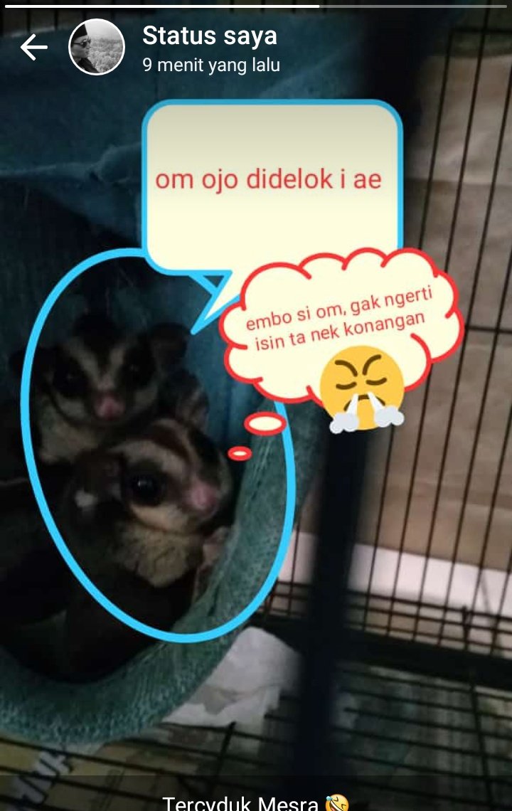 ErnestoFahmi's tweet photo. Mereka mengajarkan kita pentingnya hubungan sosial yang erat, yang tak bisa hidup sebatang kara..
https://t.co/E6qEmv0SRo
.
#IsiTasAnakTwitter #petsarefamily
#jomb https://t.co/YQ4nfIsBtA
