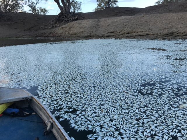 MrRexPatrick's tweet photo. The latest images from #Menindee locals this morning. Distressing and beyond belief. #DarlingRiver https://t.co/XE7uIjsuNN