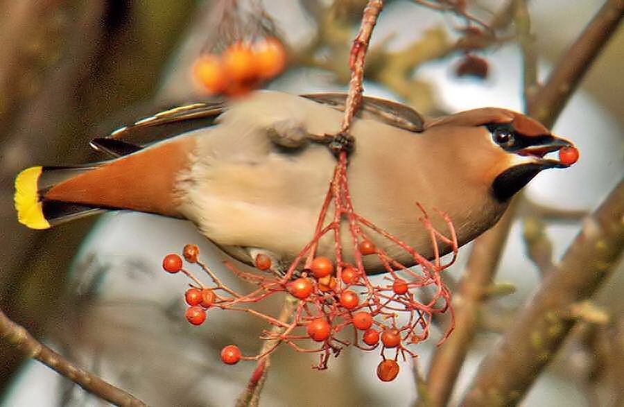 barry_woodhous7's tweet photo. Male waxwing bury st Edmunds 28/01/19 #digscoping ⁦@celestronuk⁩ ⁦@BINsBirder⁩ https://t.co/VnptvkRUUk