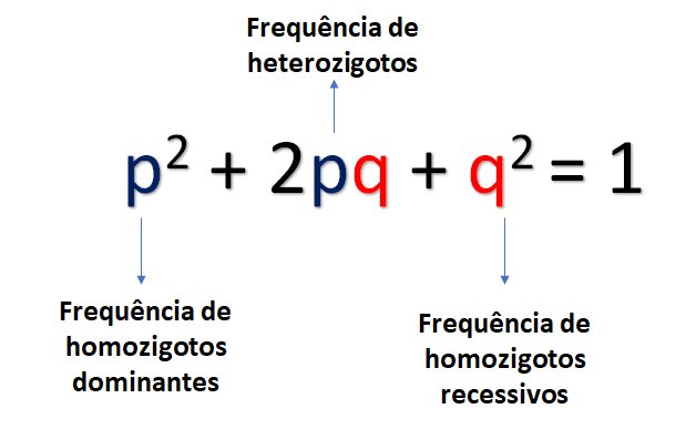 o_weverton's tweet image. Essa é a fórmula do equilíbrio de Hardy-Weinberg. Basicamente ela diz que se uma população está em equilíbrio, a soma de homozigotos (recessivos e dominantes) e heterozigotos é igual a 1.