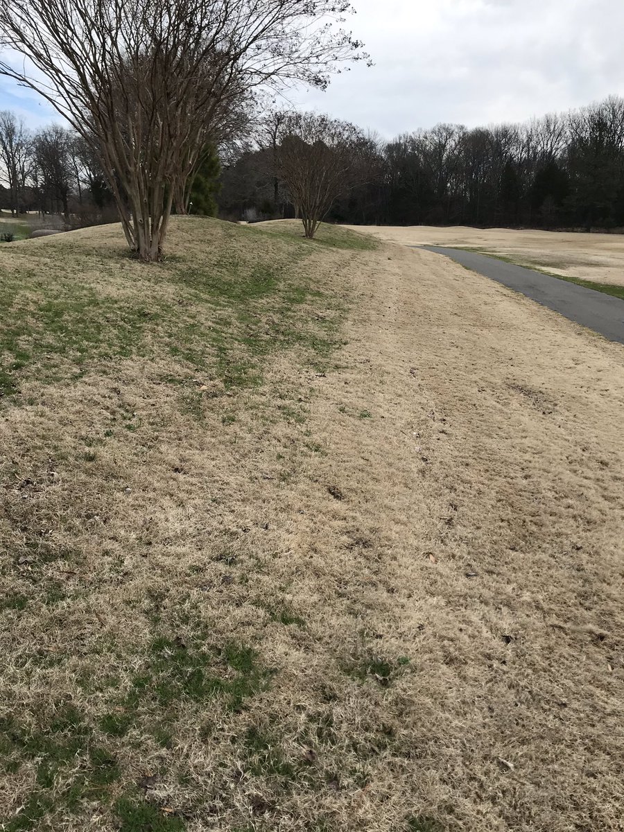 CCCAgry's tweet photo. Nice to see our fall and winter herbicide applications are paying off. You can see where we treated one sprayer width along the cart path and where we didn’t spray. #moneyspentwisely https://t.co/gfKuL09pxU