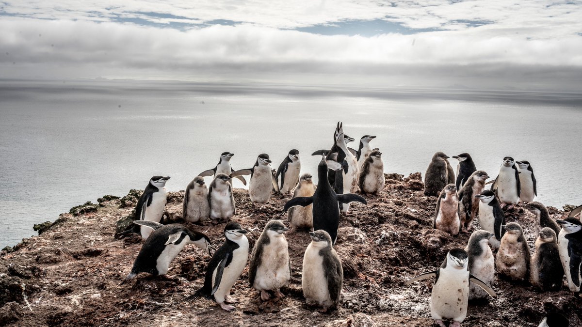 #BuenasNoches, os dejamos una foto de como están vuestros pingüinos ahora mismo. Los polluelos se van haciendo grandes. No olvidéis apadrinar vuestro pingüino. ejercito.mde.es/unidades/Antar…
<a href="/EjercitoTierra/">Ejército de Tierra 🇪🇸</a> #fauna #animales #animals