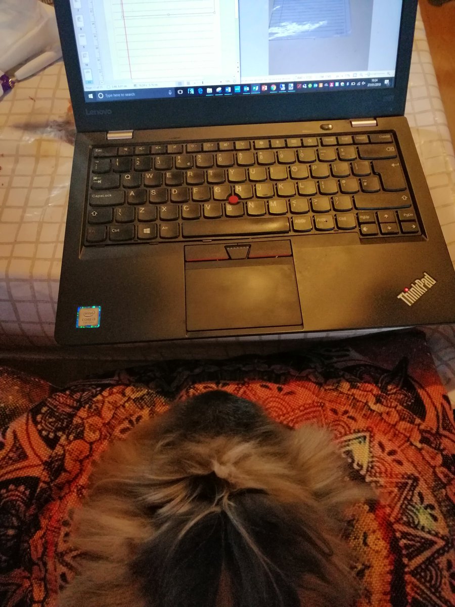 SarahFarrellKS2's tweet photo. My gorgeous bunny Tova likes to sit and get in the way of me typing!Anyone else have a pet that "helps" them with their work? #teaching #helpfulpets #workbuddy https://t.co/F7GbMsvjim