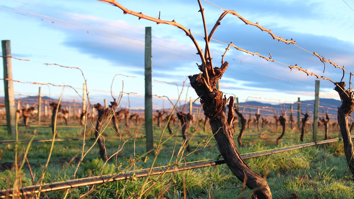 Great #wines start with the land, ensuring its healthy so the #vines and wines are packed full of goodness &amp; flavour. We have a great team of #viticulturists who look after our company-owned vineyards ensuring every vine is in peak condition.