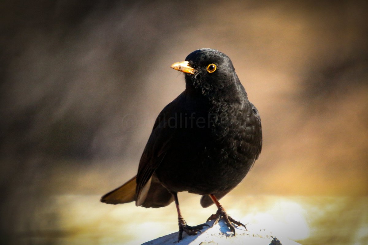 Male Blackbird on a concrete fence post.