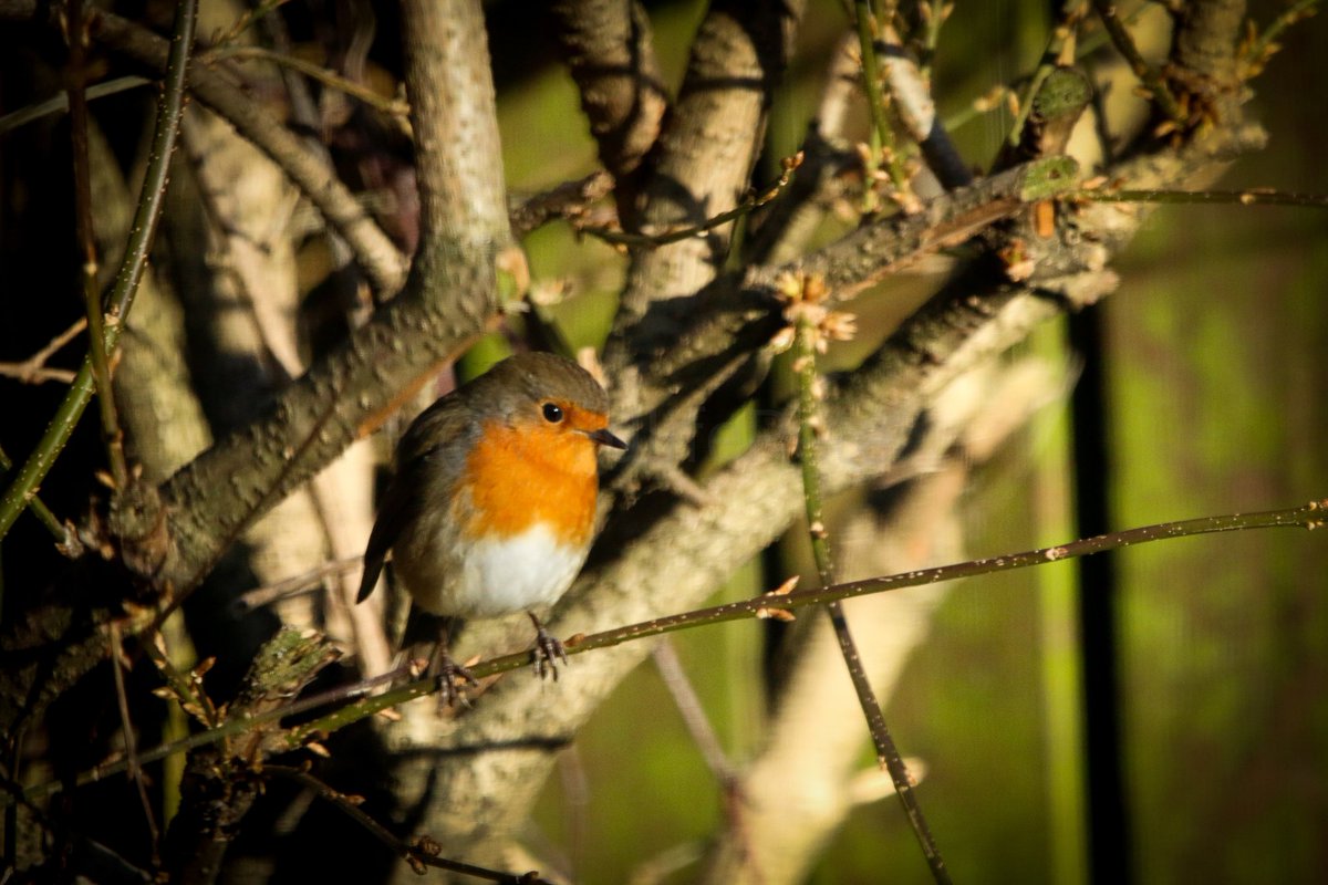 Robin sat in the sun on a branch.