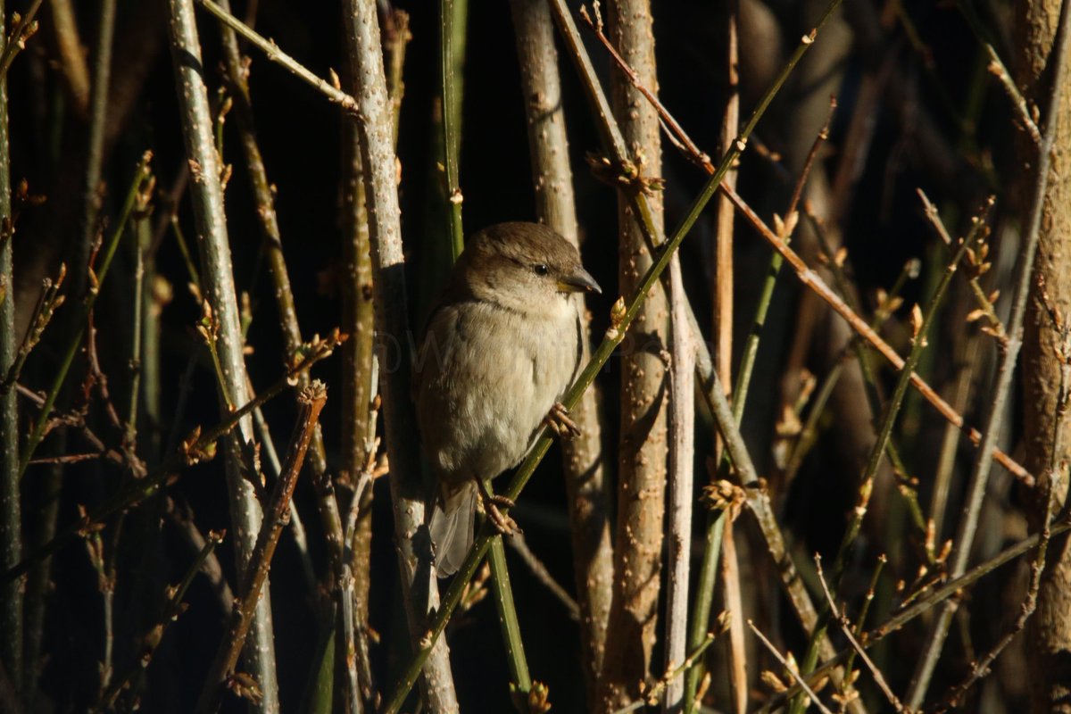 Female House Sparrow sat in densely branched tree.