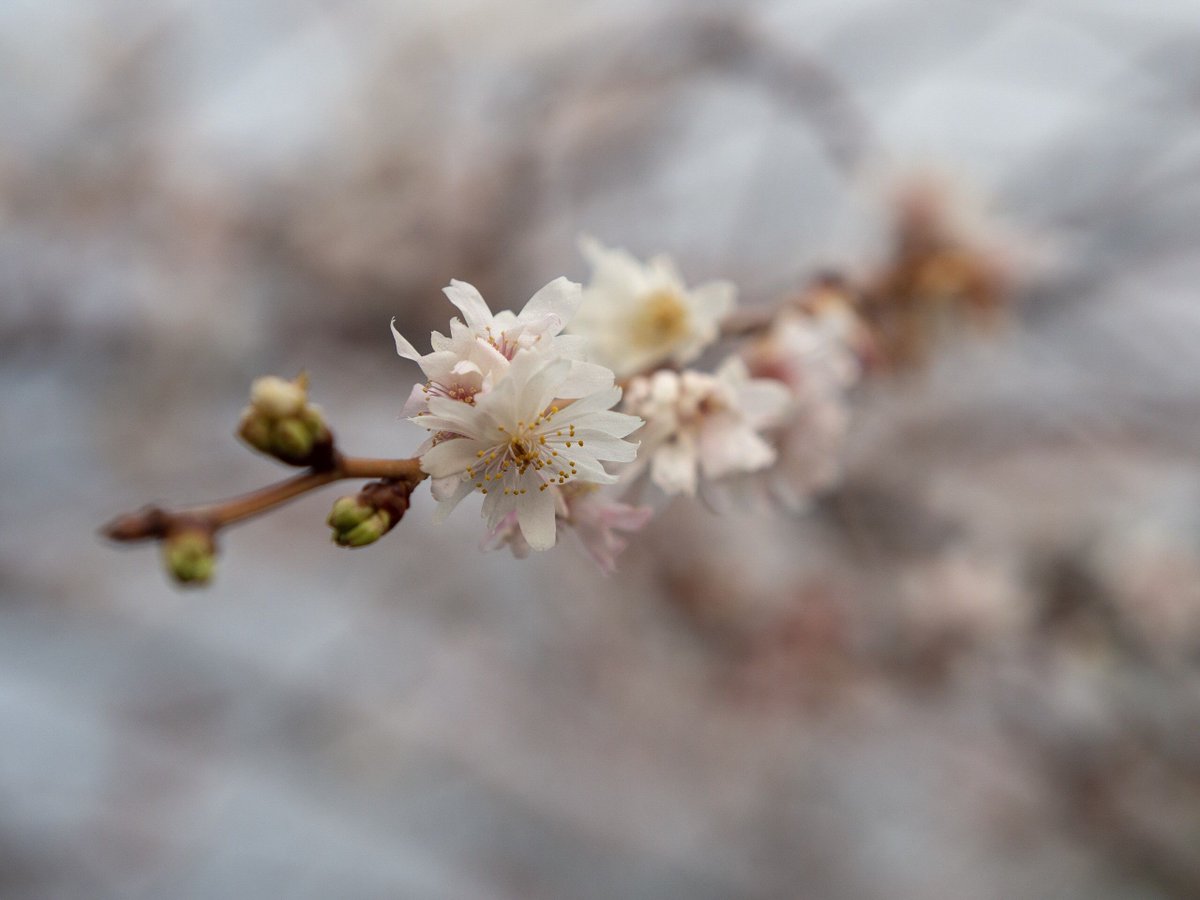More #blooms at the station! The winds may say winter, but I’m seeing signs of #spring all over.