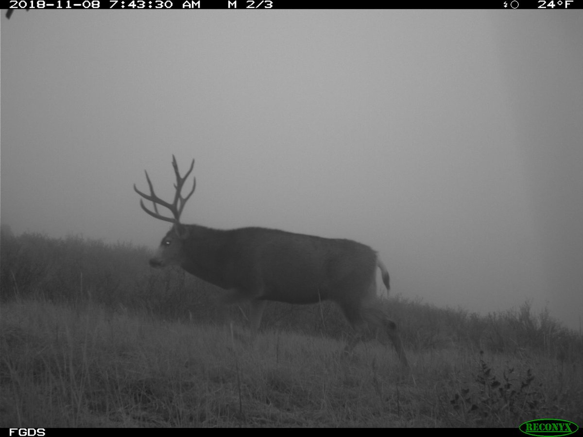 biologistdave3's tweet photo. Finally getting to this collection of photos from our Longs Peak Middle School trailcamera set at #RonStewartPreserve at #RabbitMountain  @longs_peakms #WildlifeRangers https://t.co/sWK3ppLJ8I