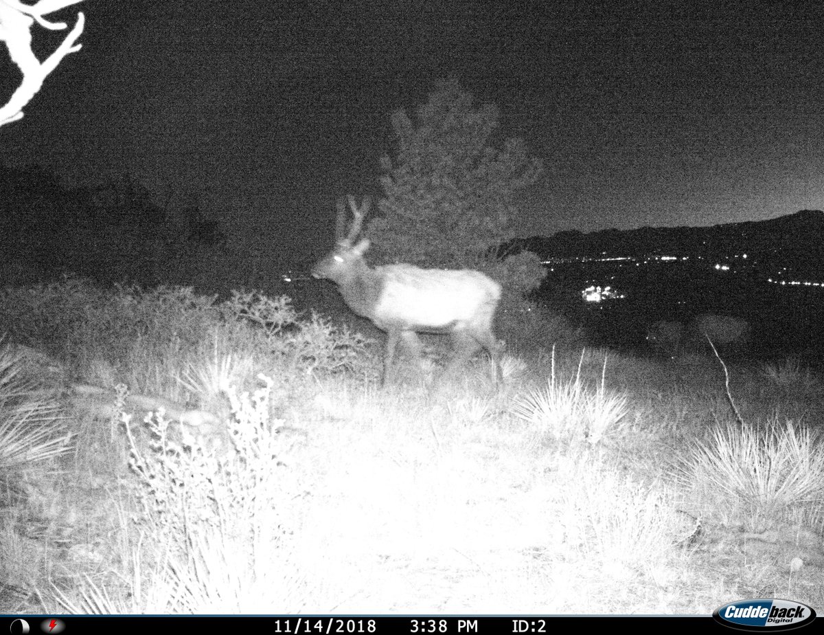 biologistdave3's tweet photo. Finally getting to this collection of photos from our Longs Peak Middle School trailcamera set at #RonStewartPreserve at #RabbitMountain  @longs_peakms #WildlifeRangers https://t.co/sWK3ppLJ8I