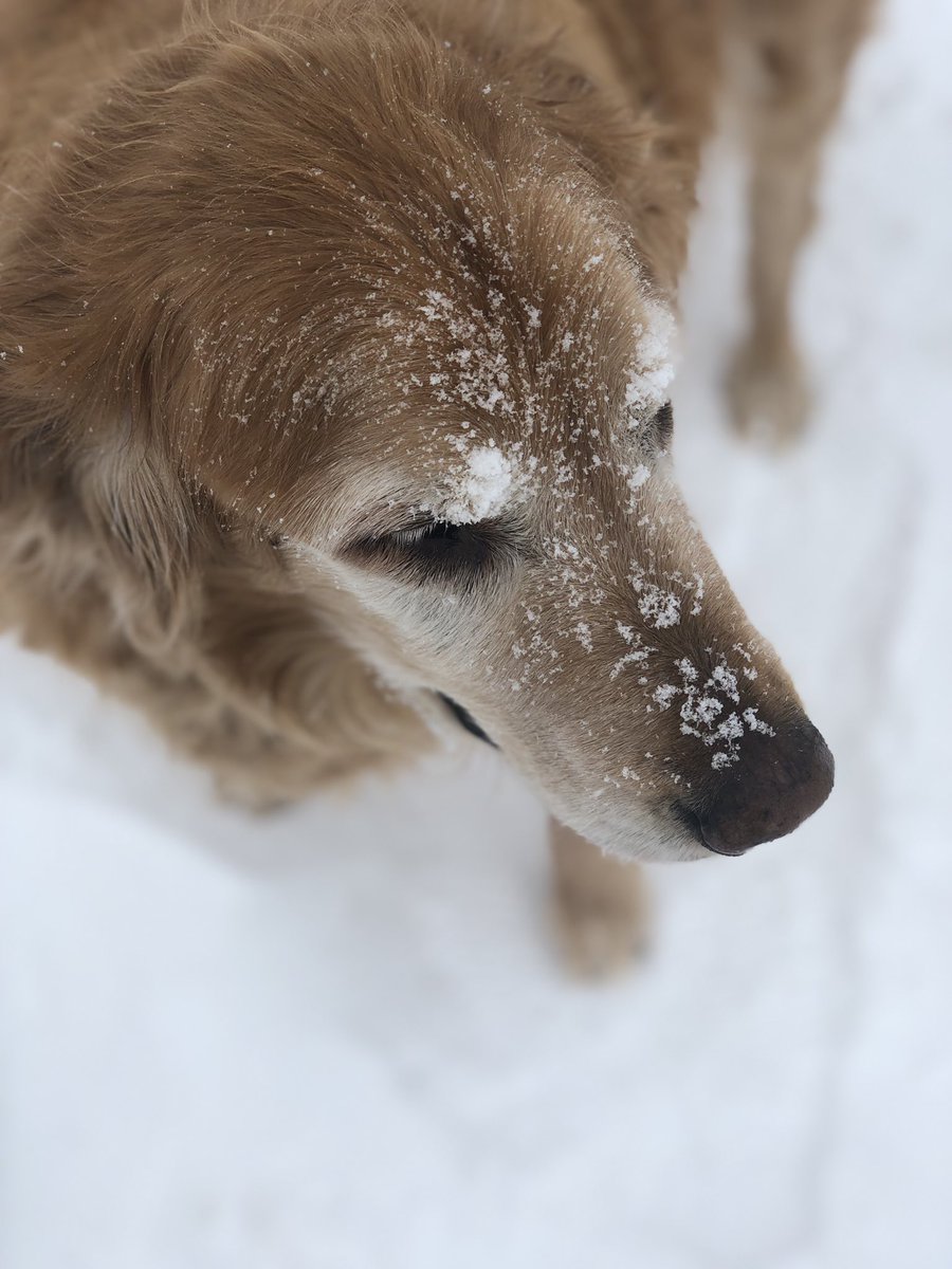 MackRusso3's tweet photo. Dog sitting this #senior golden. 14 years old, but plays like a 14 month old #puppy in the fresh snow. 
.
.
#goldenretrievers #dogsofinstagram https://t.co/eqJLQVmjIb