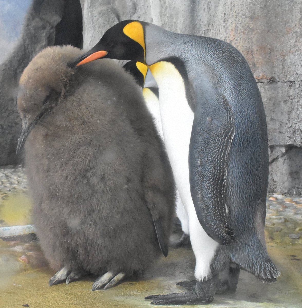 動物園の赤ちゃん情報 オウサマペンギンのヒナ 大きすぎる と話題に 仙台うみの杜水族館 毎日新聞 Yahoo ニュース T Co Ho2ej3qpcj