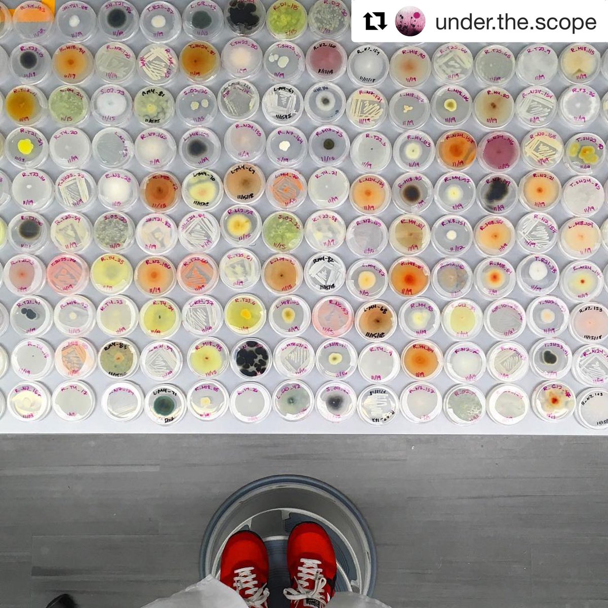 AnneAMadden's tweet photo. Probably the most gorgeous photo of plant microbial diversity I’ve ever seen. I’m so proud to work w/the great scientist & artist who can be found on instagram at under.the.scope. This is a photo of some of the natural microbial diversity w/in plants @Indigoag #plants #scicomm https://t.co/CLGjU6Q8Zr