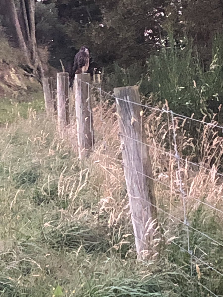 nz_farmers's tweet photo. Just back from a wee walk up the hill to see if I could find anything for the freezer. Caught up with my old mate here. We’ve had at least one pair of not 2 I’m not sure their range hanging about for a few years now. #karearea #NZfalcon https://t.co/ofppKR7mWt