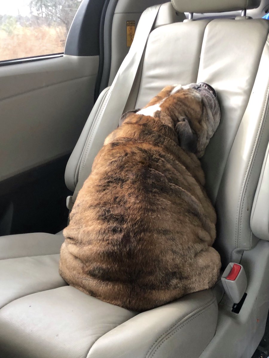 king_belvis's tweet photo. If there’s one thing I love, it’s a good road trip. And this captain’s chair provides some serious comfort while I snooze. Also, someone needs to explain to the decent hoomans that I can’t be blamed for sudden bursts of methane that may erupt from my body while in deep sleep. https://t.co/x7X7VbjuSq