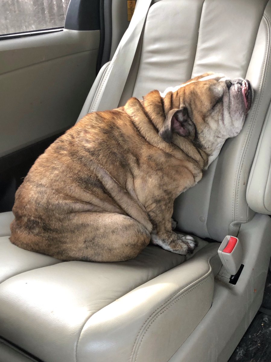 king_belvis's tweet photo. If there’s one thing I love, it’s a good road trip. And this captain’s chair provides some serious comfort while I snooze. Also, someone needs to explain to the decent hoomans that I can’t be blamed for sudden bursts of methane that may erupt from my body while in deep sleep. https://t.co/x7X7VbjuSq