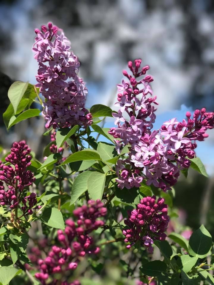Fort_Cross's tweet photo. Lilacs are coming...
Stay tuned for more details on Fort Cross' annual Lilac Festival.
#FortCross #DiscoverJulian #VisitJulian #SanDiego #JulianCalifornia #HiddenSanDiego #Lilacs #LilacFestival #Flowers #Bloom #Travel #SoCal #Explore #SupportLocalBusiness #Tourism https://t.co/soD0z4noaK