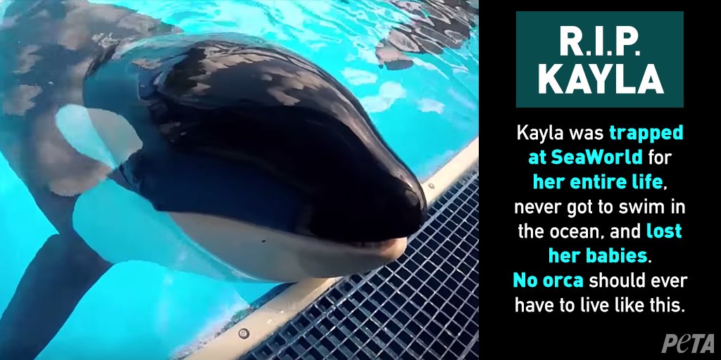 <a href="/bellathorne/">BITCHIMBELLATHORNE</a> Another orca has died at SeaWorld. Kayla was trapped at #SeaWorld her entire life &amp; DIED in a tank at the #Orlando abusement park. She NEVER got to swim in the ocean 💔😢 SeaWorld MUST release the animals to sanctuaries! peta.vg/2el1