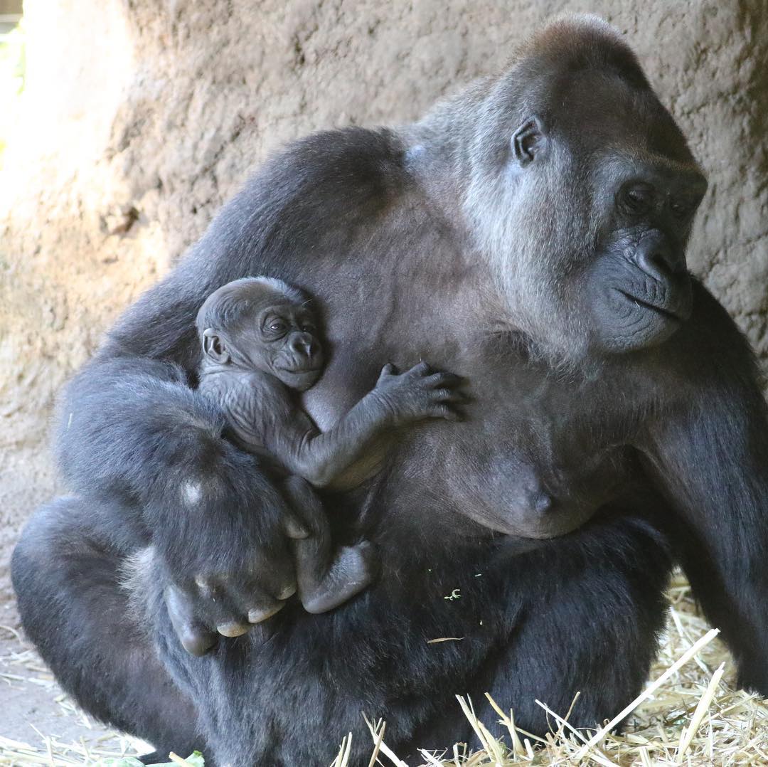 Gorilla Baby drink milk from mother's breast. --> youtu.be/vAEvejx03o0 <-- -------------- #gorilla #monkey #zoo #wildlife #homophobie #animals #gorillaz