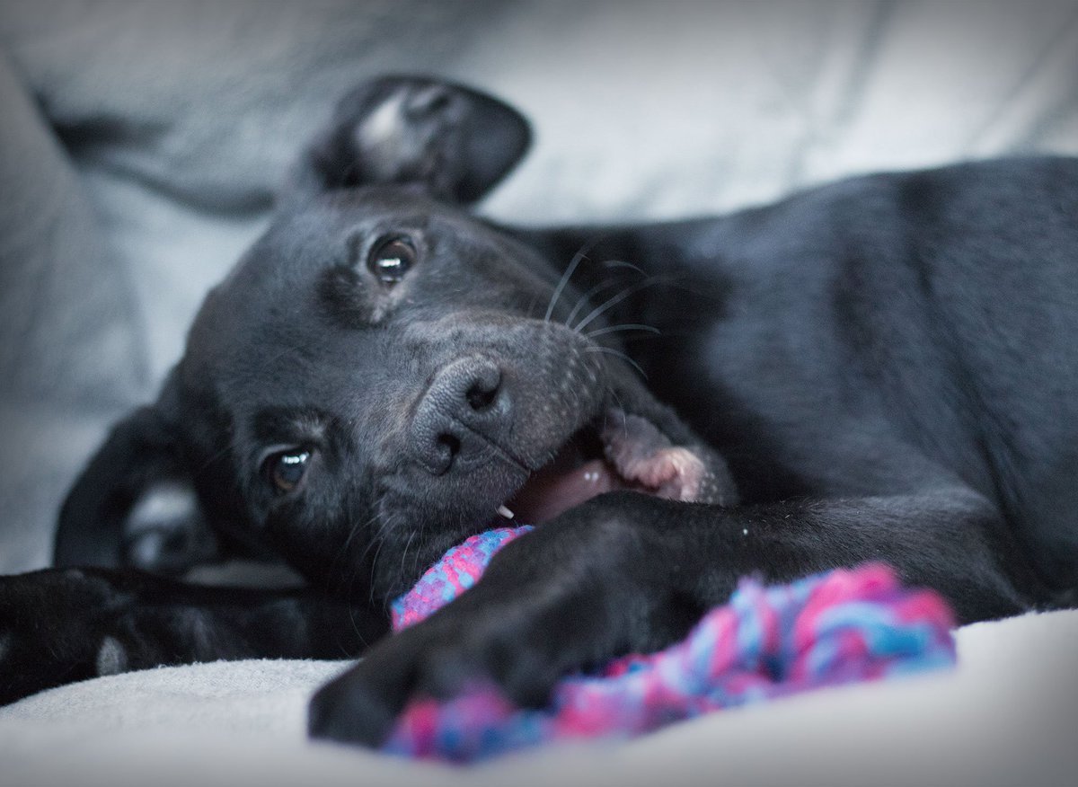beingpawsitive tweet picture