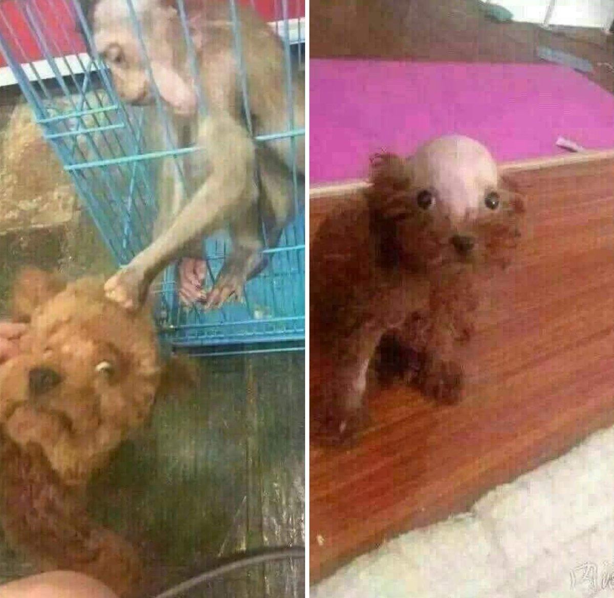 Quackity's tweet image. FUCK !!!!! MY DOG'S WIG !!!!!