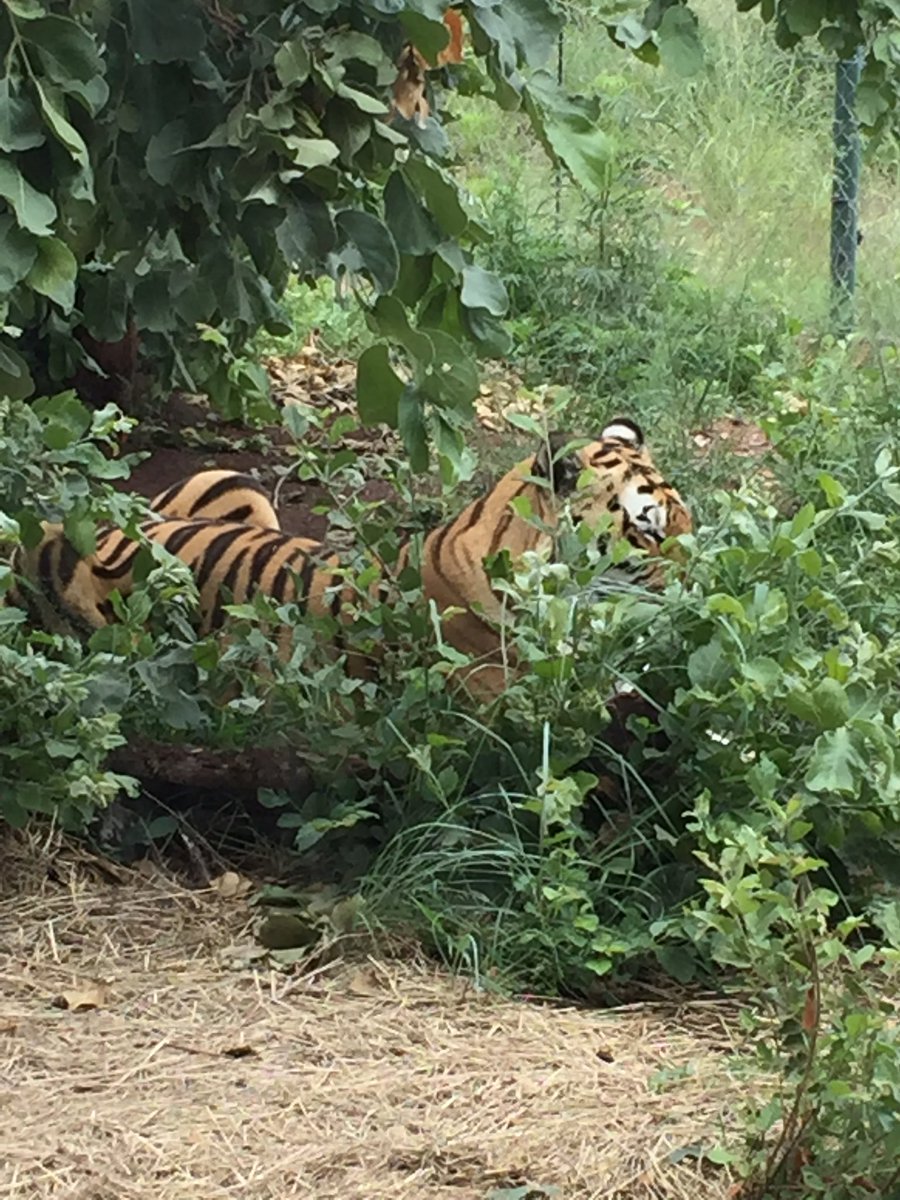 JugomaroSa's tweet photo. Best view ever only at Jugomaro Predator Park, Vaalwater. Tiger by the window ❤️#jugomaro #tiger #window #view #holidays #wildlife #Limpopo #panjo #SouthAfrica https://t.co/n73I3lk4lm