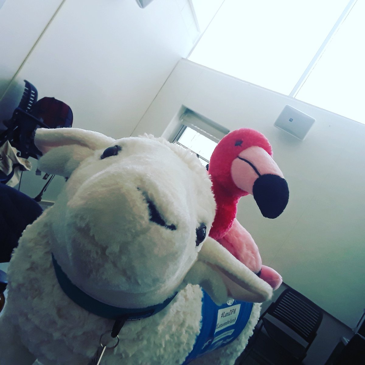 DyckmanFarm's tweet photo. Today Luna visited the Cooperstown Graduate Program for Museum Studies (CGP). She is working with students there on a project to think about and create engaging social media content for museums. We are looking forward seeing what they come up with. #LunaDFM #lunaonthelamb https://t.co/33YN0DqfLR