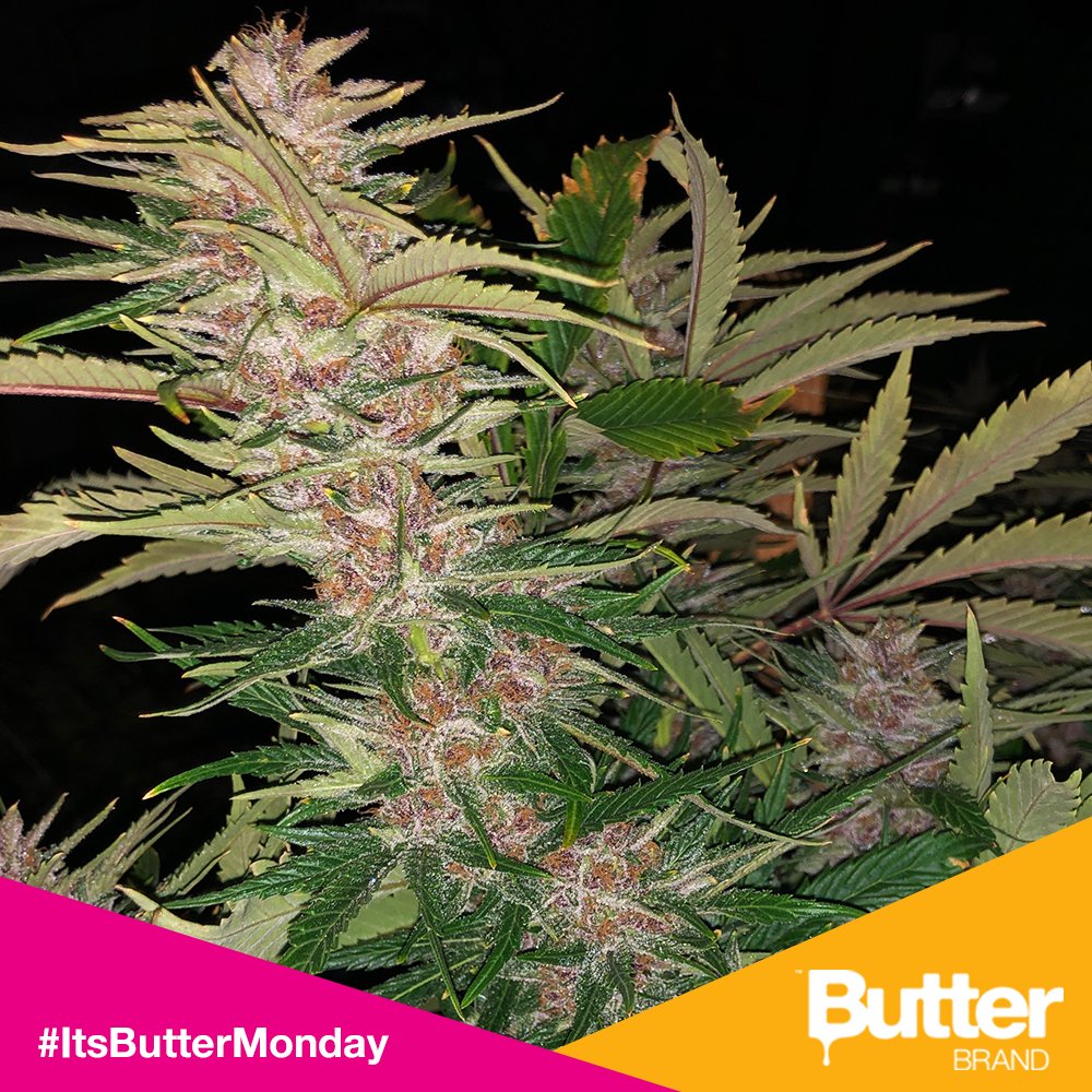 Butterbrand's tweet photo. Meet our Hawaiian Butter Fruit from the landrace seed project ๐ฟ๐ฟ #ItsButterMonday #weed #marijuana #cannabis https://t.co/WAA6O6A8D0