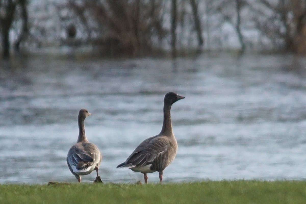 Another successful day <a href="/PatchBirding/">Patchwork Challenge</a> at Greenhead Moss and Hot Water Pond! Added Shovelor, Teal and Pink-footed Goose to the patch year list, had 4 Woodcock, 3 in the Moss bog and another in a field shelter belt, found a new Jack Snipe pool...and a Badger set!