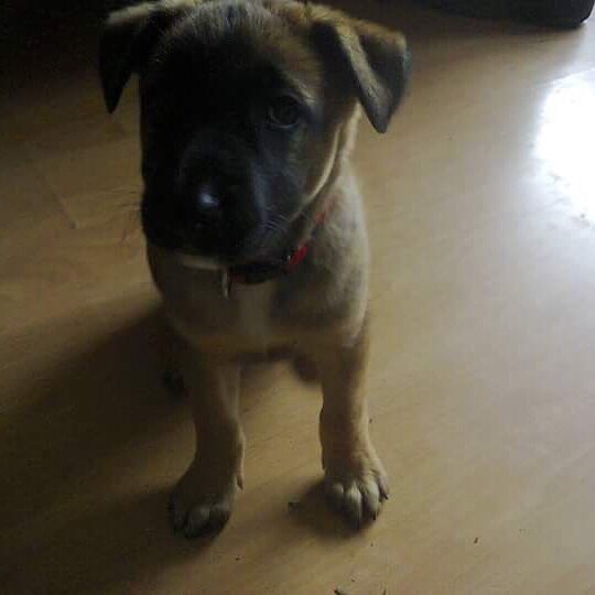 Ok.....as promised here I am as a puppy!  And you all thought the first picture was adorable. <a href="/RCSD/">Richland County Sheriff's Dept.</a> <a href="/OfficialLivePD/">Live PD on A&E</a> #K9Emy