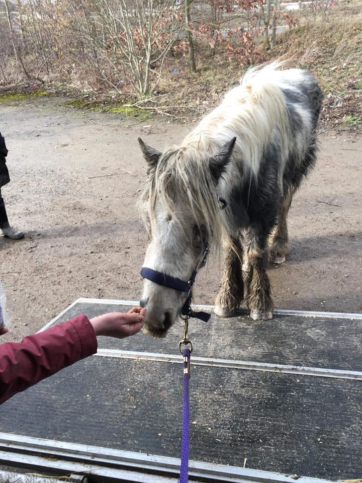 aponyhour's tweet photo. This #NationalStorytellingWeek #ponyhour is sharing some  #rescueponies stories from our #blog starting off with @HopePastures 's Tino who probably needs no introduction to the #TwitterHerd but do you remember his rescue? Take a look here https://t.co/ZemLP3TJcI
#equineblogshare https://t.co/W3NaZ9nrp1