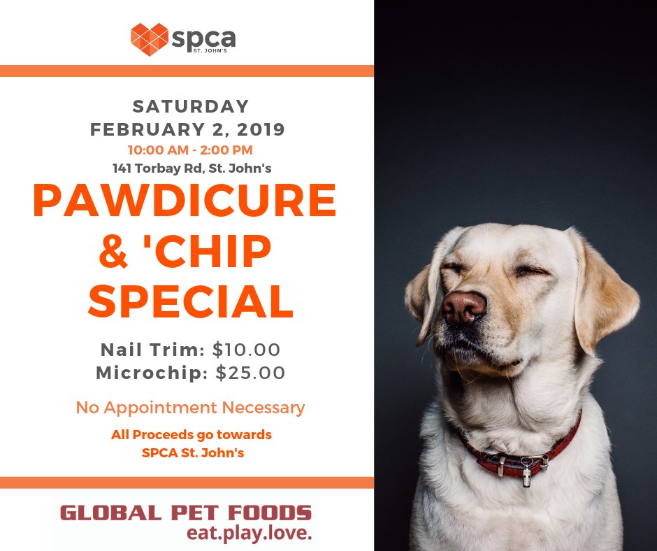 GlobalPetsNL's tweet photo. Good news! The Pawdicure &amp; ‘Chip Special is back on for February 2nd from 10am to 2pm! Come to the store for $10 nail trimming and $25 microchipping, with all proceeds going to the @SPCAStJohns! #stjohns #petsofstjohns #petsofnl #stjohnsnl #supportyourlocalspca https://t.co/xJcalXjj7G