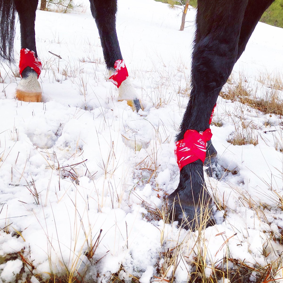 Go in the snow! Fetlock support application to help prevent injury. #equitape