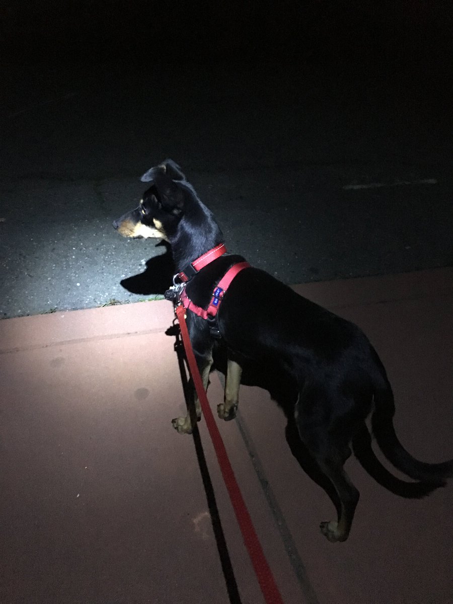 GuntherADog's tweet image. Sometimes, when it's dark, you hear the sounds &amp;amp; smell the smells...

but you can't see what is making them

so you watch

&amp;amp; you wait

#dogs #onalert #adopt
