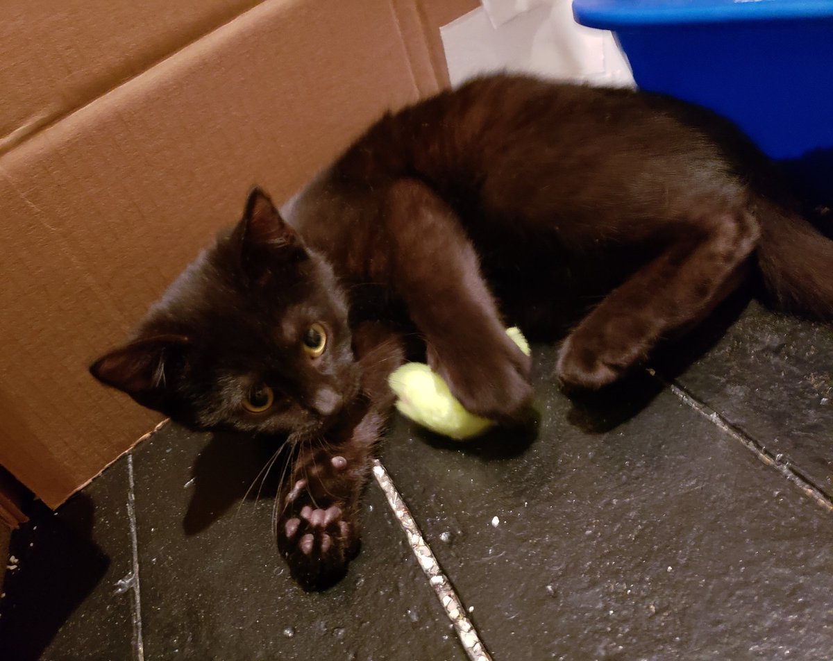 She's also a big fan of this tiny mouse thing.