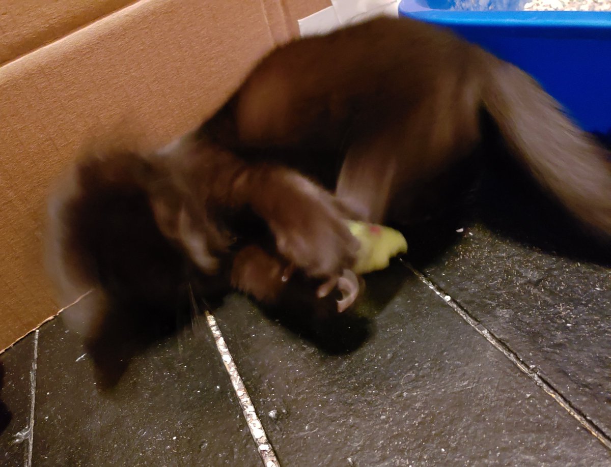 She's also a big fan of this tiny mouse thing.