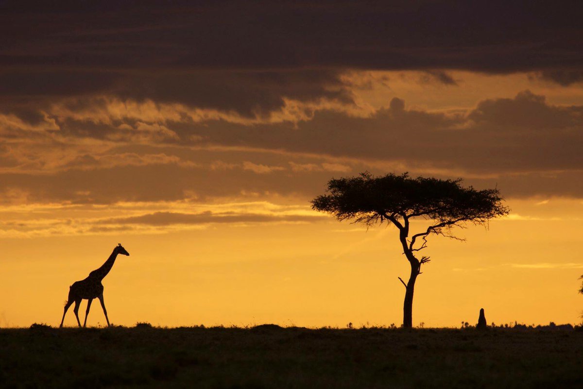 Africa. Isn't she amazing?

#ExclusiveSafaris #WildlifePhotography #AfricanSunset