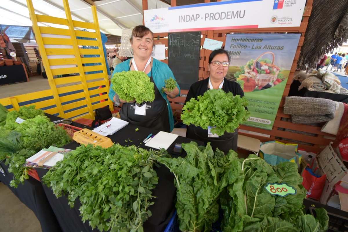 MediacoopChile's tweet photo. EXPOMUNDO RURAL LOS RÍOS 2019 CONVOCÓ A 32 MIL PERSONAS EN VALDIVIA.  #Valdiviacl #Indap #expomundo
https://t.co/LwQDfrsPVQ https://t.co/eIKzWCS26F