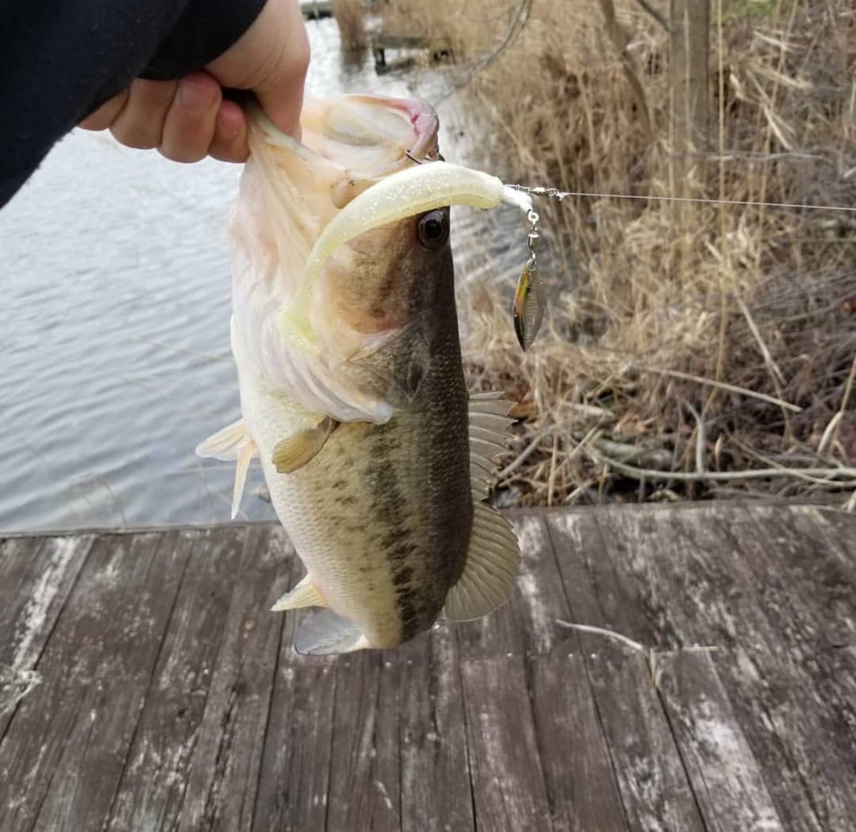 FishHeadSpin's tweet photo. Fish Head Basslivesmatterllc got it done on Fish Head Spin with a Keitech trailer.
#fishheadspin #fishing #bassfishing #catchthebeast https://t.co/GrfqDgBvxp