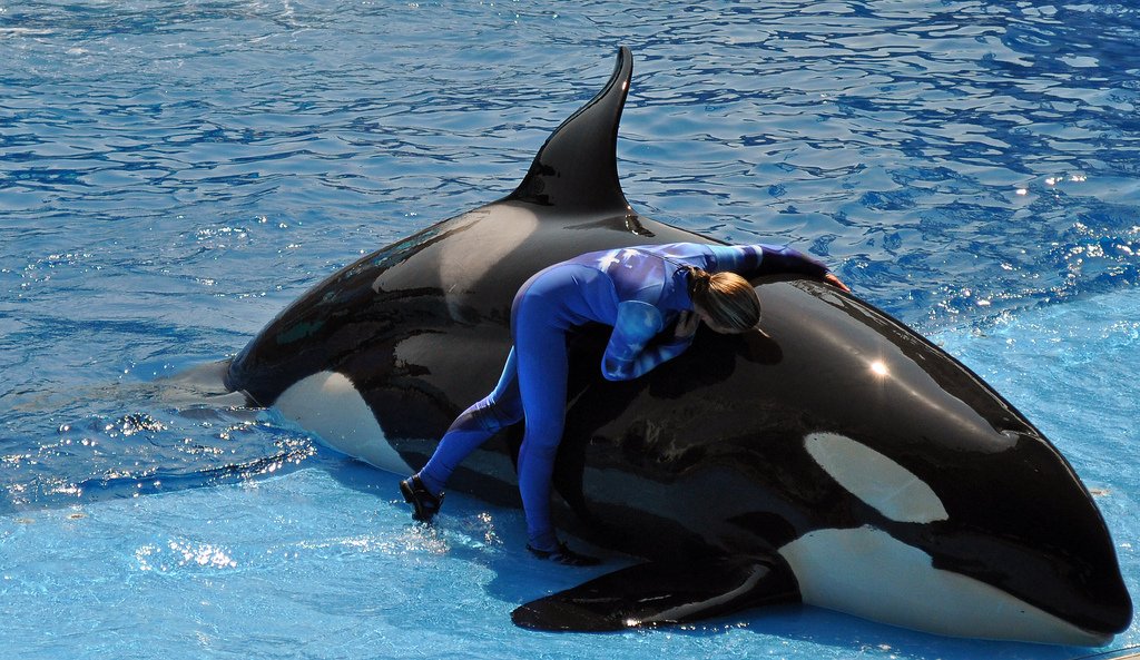 RIP Kayla. #SeaWorld Orca Kayla has died. She was 30. She never should have lived her entire short life in a cage. In the wild she could have lived to be a 100. Free. RT to have <a href="/SeaWorld/">SeaWorld</a> stop whale and dolphin shows. #BoycottSeaWorld.
