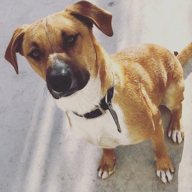 PAWsitiveLV's tweet photo. Mason💛 this handsome guy is looking for his new home!
Young, smart, loving and always happy. He is about one year old, needing some stability and structure. He gets along with other dogs &amp; kids(cats unknown). Text Annette 702-435-6422 If interested.  #dogsoflasvegas #lasvegas https://t.co/aBxCelZZUQ