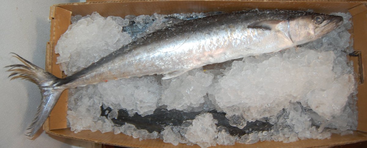 CaudlesCatch's tweet photo. Even with the incoming #SnowStorm that won't stop us from getting in our #fresh #seafood.

Our #wholefish delivery came in with #RedSnapper, #AtlanticMackerel, #Whitting (#SilverHake) &amp; so much more!🐟 

You won't find fresher seafood short of the #EastCoast🇨🇦

#KWAwesome https://t.co/pzfdh0zNrs