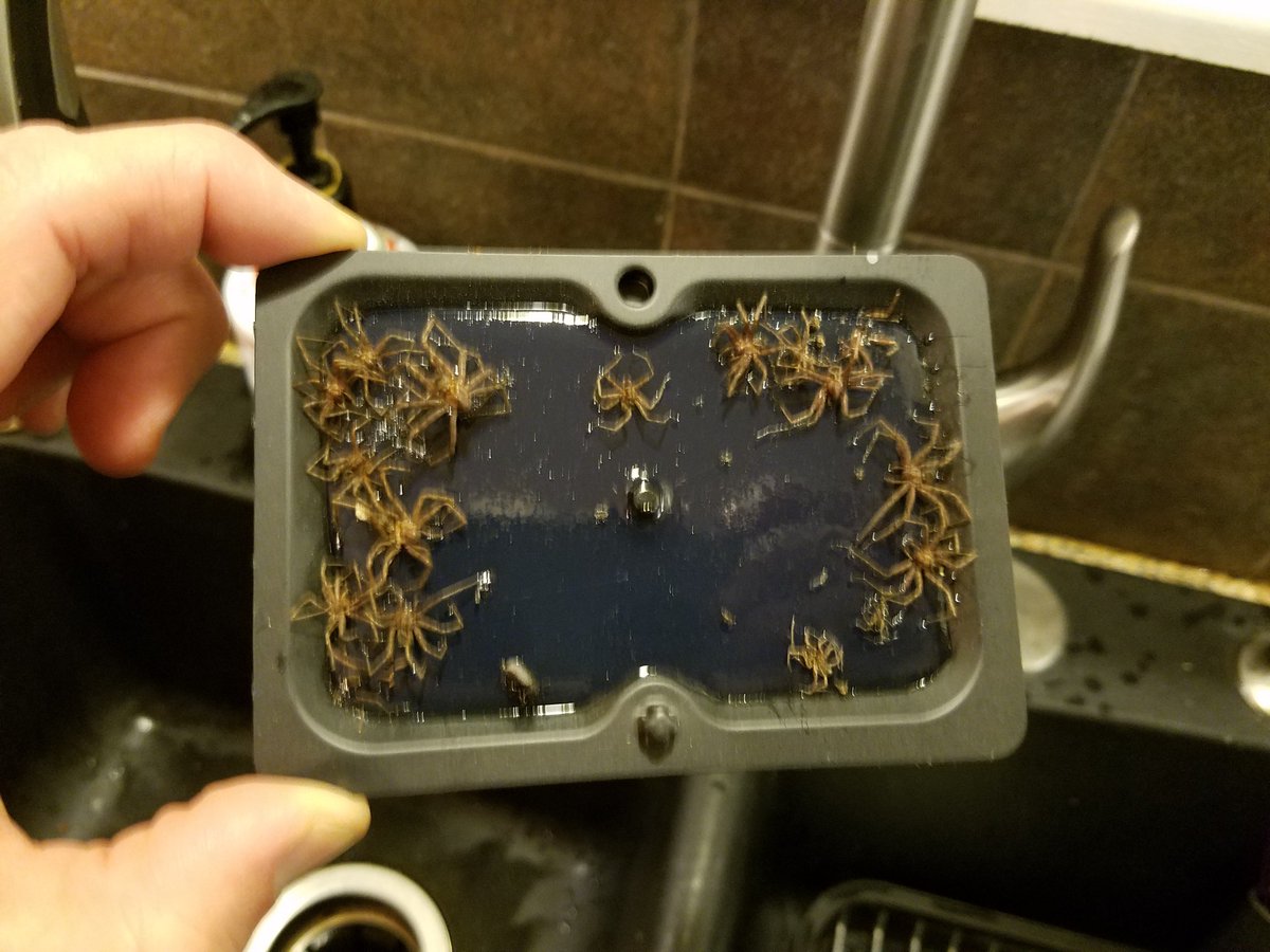 adam_verner's tweet photo. Welp, my glue trap didn't catch any mice, but it did catch something....
#nightmarefodder https://t.co/uF73x4BFzF