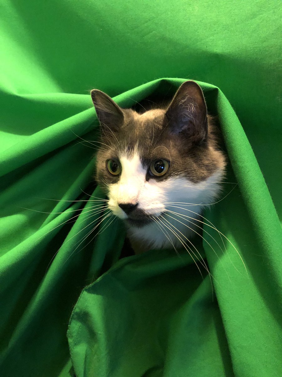 L00cha's tweet photo. #GreenScreenCat https://t.co/9gl2fnz0UJ